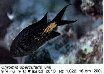 Chromis opercularis
